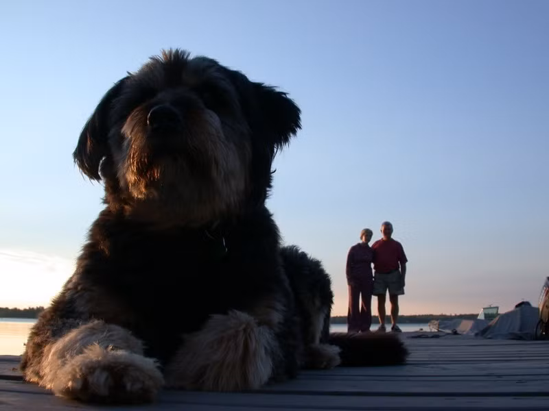 Đôi vợ chồng già này sở hữu một chú chó "bảo kê" đầy lông như thế này sẽ không phải sợ bất cứ thứ gì nữa.