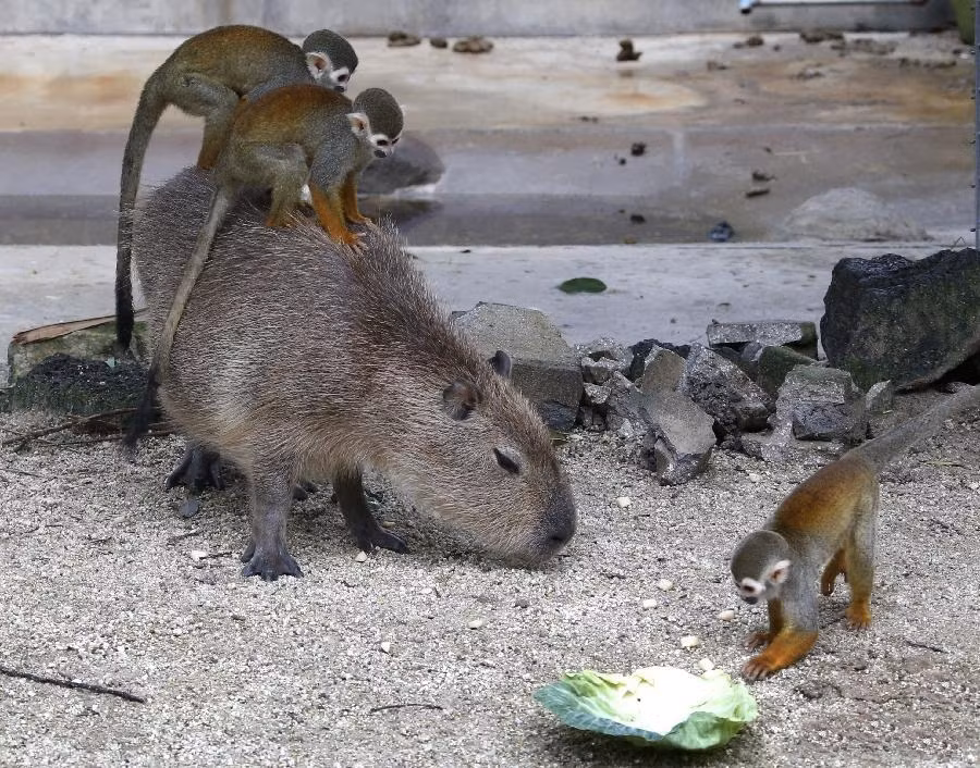 Và mặc dù thường xuyên phải làm "taxi chuột lang nước" cho lũ khỉ nghịch ngợm, động vật này vẫn không lấy gì làm bất mãn, chúng vui vẻ sống hòa đồng với bầy khỉ.
