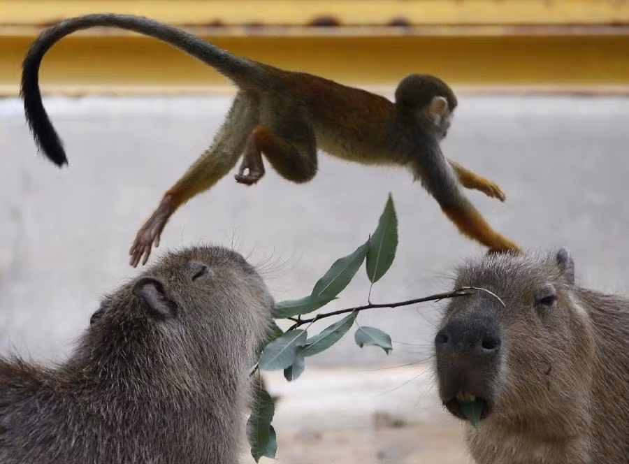 Thậm chí khi bị những con khỉ bát nháo này nhảy qua nhảy lại lên đầu, những con chuột lang nước nhà vẫn hiền lành tiếp tục thưởng thức bữa ăn.