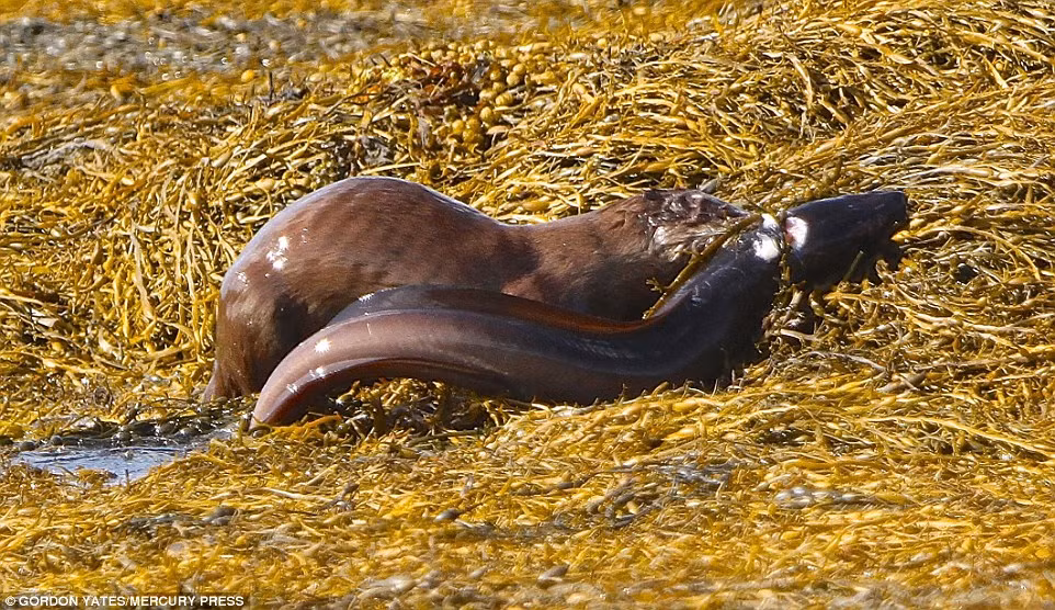 Cảnh tượng đáng ngạc nhiên khi con rái cá cắn cổ con cá chình lôi lên bờ chén thịt.