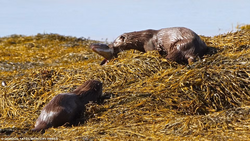 Bữa ăn thịnh soạn của con rái cá may mắn khiến đồng loại của mình nhìn chằm chằm một cách thòm thèm.