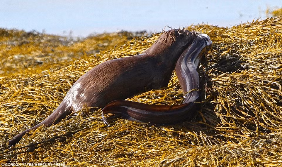 Nhiếp ảnh gia vô cùng ngạc nhiên khi thấy một con rái cá đang cắn cổ một con cá chình dài đến 4 feet (khoảng hơn 1,2m) và kéo con cá chình lên bờ.