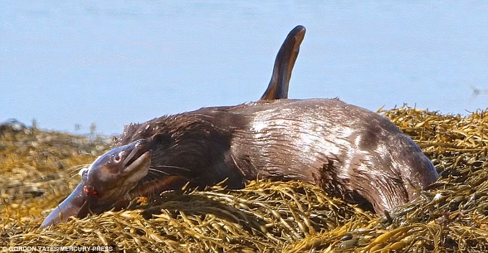 Sau khi lôi được con mồi tươi rói lên bờ, rái cá bắt đầu nhẩn nha thưởng thức món thịt cá ngon tuyệt. Nó cắm chặt những chiếc răng sắc nhọn của mình vào con mồi và xẻ thịt con cá chình không thương tiếc.