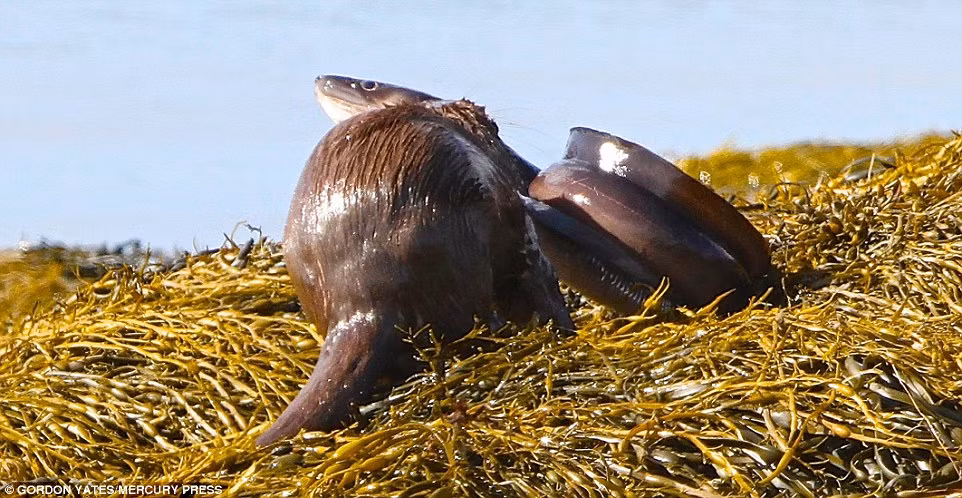 Ban đầu, Gordon chỉ có ý định săn ảnh về đại bàng biển, tuy nhiên khi đang chờ đợi một khoảnh khắc bất ngờ thì nhiếp ảnh gia thấy mép nước có tiếng động và phát hiện ra con rái cá.