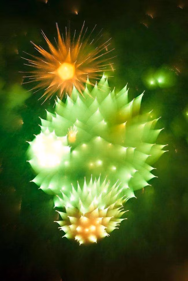 Pháo hoa được chụp tập trung vào khoảnh khắc nổ tung.