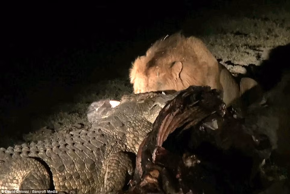 Nó liên tục há rộng cái miệng đầy những chiếc răng sắc nhọn và khỏe mạnh để tấn công con sư tử, kẻ đã xua đuổi nó và gác luôn mõm lên chiếc đầu trâu.