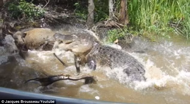 Video ghi lại cảnh tượng kinh hoàng này sau khi đăng tải đã thu hút được gần 300.000 lượt xem và rất nhiều bình luận trái chiều. Nhiều người cho rằng đây là vòng tuần hoàn tự nhiên, mạnh được yếu thua.