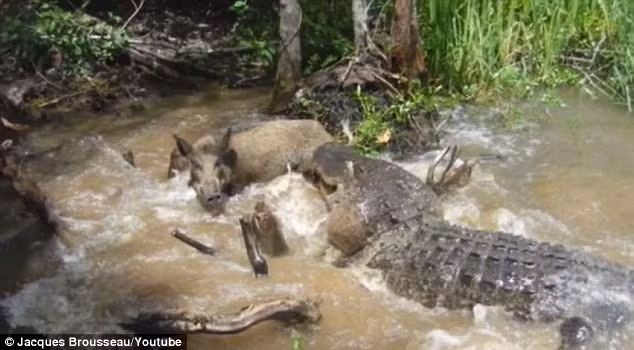 Tuy nhiên cũng có người phản đối, cho rằng đây là sự "độc ác" và "tàn nhẫn khủng khiếp" có sắp xếp của bàn tay con người khi những du khách cố tình dùng mồi dụ con lợn rừng để cá sấu tấn công và vui vẻ chứng kiến cảnh tượng đẫm máu đó.