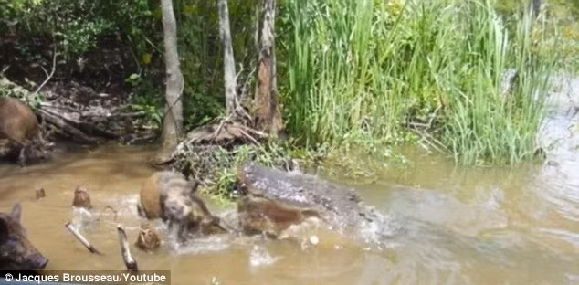 Con cá sấu lập tức há chiếc mồm rộng ngoác đầy răng năng sắc nhọn, to khỏe đớp lấy con lợn rừng không do dự. Con vật xấu số điên cuồng kêu cứu, vùng vẫy trong vô vọng, các bạn nó cũng xông lên nhưng tất cả đều không thể thay đổi được số phận. Con lợn rừng tham ăn chết thảm dưới hàm cá sấu.