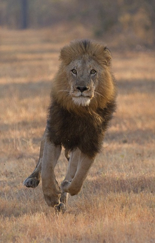 Nhiếp ảnh gia Chris Renshaw đã chộp được những khoảnh khắc vô cùng đáng giá ở công viên quốc gia Kruger, Nam Phi khi một con sư tử đực đầu đàn thể hiện bản lĩnh của kẻ đứng đầu, dạy dỗ thành viên đàn của mình.