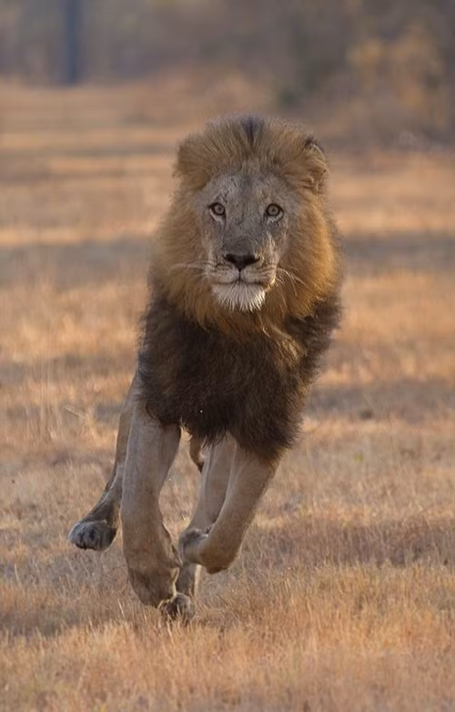 Nhiếp ảnh gia Chris Renshaw đã chộp được những khoảnh khắc vô cùng đáng giá ở công viên quốc gia Kruger, Nam Phi khi một con sư tử đực đầu đàn thể hiện bản lĩnh của kẻ đứng đầu, dạy dỗ thành viên đàn của mình.