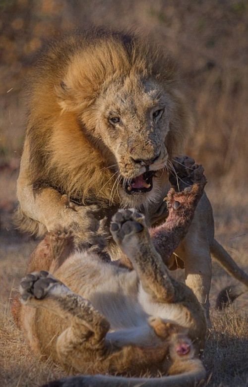 Dường như có một thành viên trong đàn sư tử muốn "đòi quyền lợi" về số thức ăn mà cả đàn kiếm được nên đã nổi loạn. Ngay lập tức, con sư tử đực đầu đàn thể hiện bản lĩnh của mình, áp chế "phần tử cực đoan" và dạy dỗ cho "phần tử" này một bài học đích đáng.