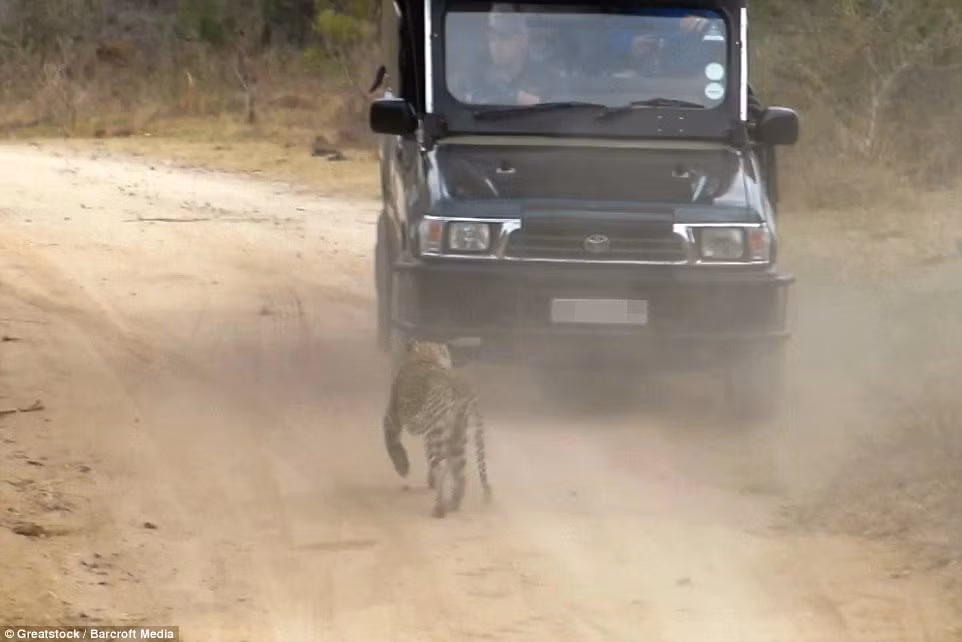 Sau cuộc tấn công thất bại, con báo lủi vào bụi rậm. Không có thiệt hại về người đáng tiếc nào xảy ra. Hiện Curtis Plumb đang được điều trị tại bệnh viện và dần ổn định.