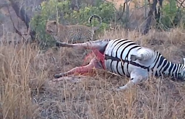 Ngua van phat no doa bao dom so chet khiep-Hinh-2