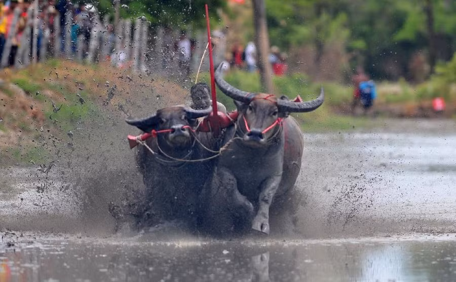 Những cảnh trâu đua nhau bạt mạng trên đường đua thế này là điều thường thấy trong lễ hội mừng mùa màng bội thu và đánh dấu thời điểm kết thúc mùa ăn chay, ở tỉnh Chonburi, Thái Lan.