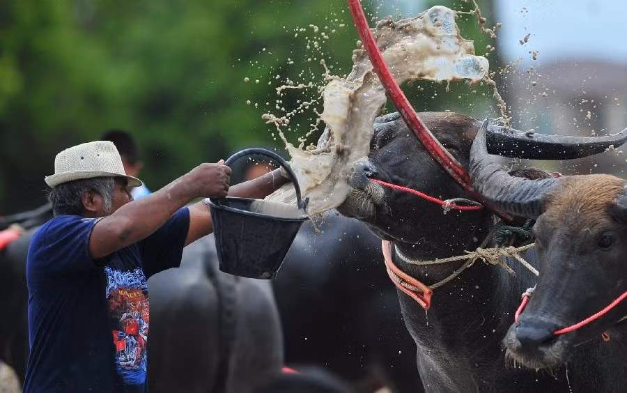 Trâu là con vật rất thân thiết, gắn bó trong công việc của người nông dân. Vậy nên người nông dân Thái Lan tin rằng việc tổ chức lễ hội sôi động này sẽ giúp những con trâu của họ khỏe mạnh hơn, đảm bảo cho một mùa màng bội thu, cuộc sống ấm no.