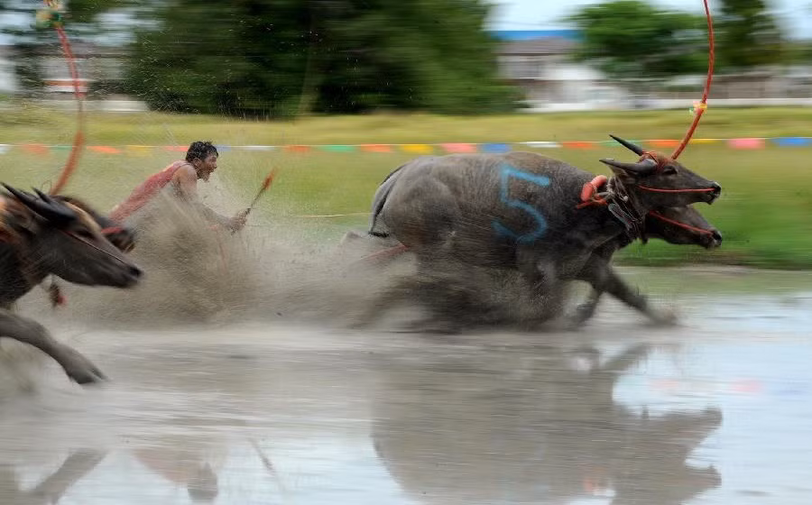Những con trâu bình thường hiền lành, chậm chạp cần mẫn cày cấy trên đồng ruộng thì nay hóa những chiến binh dũng mãnh, lao mình đi như tên trên đường đua, cạnh tranh rất kịch tính cho ngôi vị vô địch.