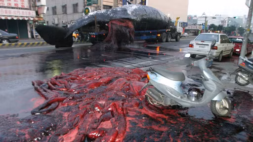 Một lần khác, tại Đài Loan, một con cá voi đã nổ tung khi đang được chuyển chở bằng xe tải. Ruột gan của nó bắn tung tóe ra khắp mặt đường, máu me lênh láng khiến những người dân quanh đây được một phen hoảng hồn nhất.