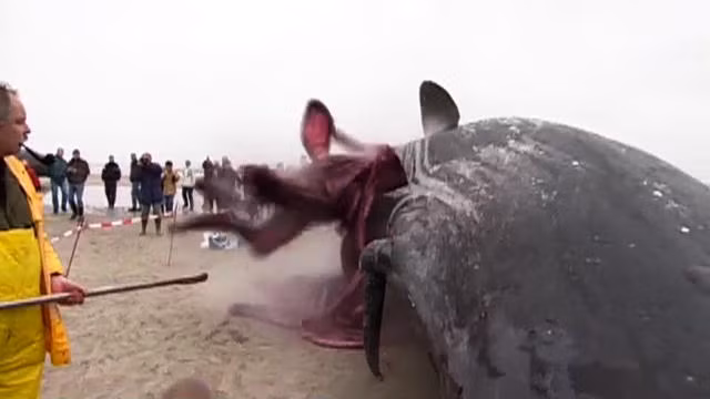 Tương tự là trường hợp của một con cá voi chết dạt vào bờ biển Hà Lan. Con cá voi này nặng tới 40 tấn và dài 16m, rất vất vả để di chuyển nên nhân viên bảo tàng đã tác động vào con vật và khiến xác nó nổ tung dọa sợ chết khiếp những người chứng kiến.