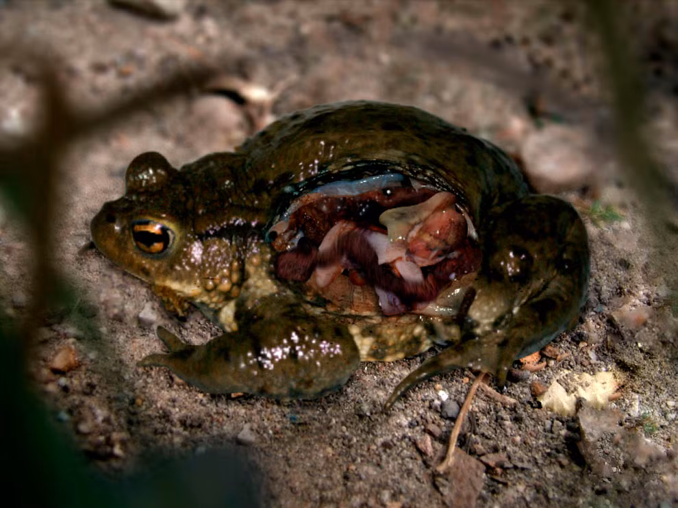 Hình ảnh hãi hùng một con cóc tự phát nổ thủng sườn, phơi bày hết nội tạng.