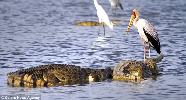 Thông thường cá sấu sẽ xua cá đến vùng nước nông và những con cò sẽ ở đó sẵn để mò cá. Đây được gọi là "chiến lược săn đôi".