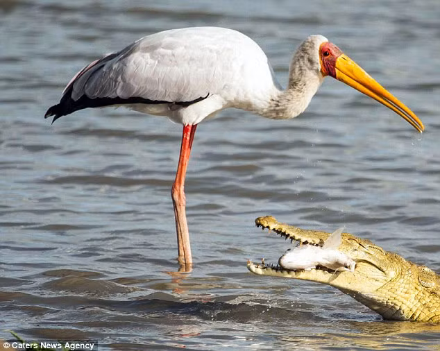 Sau khi bỏ chiếc đầu cá để kiếm mồi tươi khác, con cò đã thực sự bắt được một con cá ngon lành, tuy nhiên chưa kịp vui vẻ vì sắp được no bụng, chỉ vài giây sau, nó đã bị con cá sấu bất ngờ xuất hiện và cướp không con cá. Rất may là sau khi cướp mất bữa ăn của con cò tội nghiệp, cá sấu đã không làm hại nó.