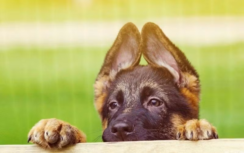 Ngoài ra, chó nghiệp vụ không khác gì chó thường, thậm chí chúng còn gắn bó với chủ nhân của mình, cũng chính là sĩ quan huấn luyện chúng hơn cả chủ nhân thông thường do từ bé đã được chủ nhân chăm sóc, nuôi nấng, huấn luyện dạy bảo không khác gì con mình.