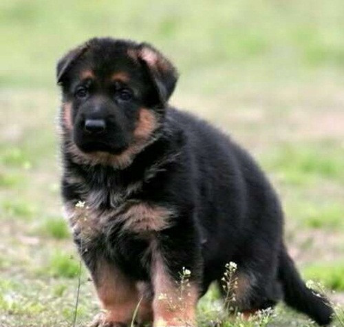 Xem thêm một số hình ảnh đáng yêu về thời thơ ấu của những chú chó nghiệp vụ.