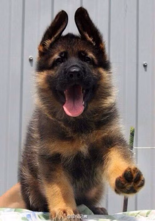 Chó nghiệp vụ sẵn sàng hi sinh bản thân khi chủ nhân của chúng gặp nguy hiểm, là cánh tay đắc lực hỗ trợ công việc của chủ nhân.