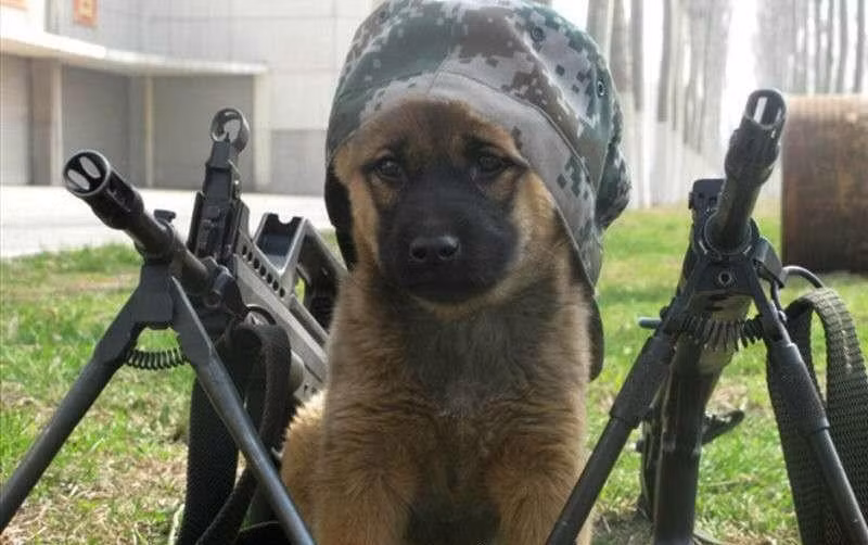  Chó nghiệp vụ là một lực lượng hoạt động đặc biệt với khứu giác và khả năng phát hiện đỉnh cao, luôn luôn hoàn thành xuất sắc nhiệm vụ. Thông thường chúng ta thường nhìn thấy chó nghiệp vụ với hình ảnh dũng mãnh nhưng ít ai biết rằng chúng cũng đã từng có một thời thơ ấu đáng yêu và nhút nhát.