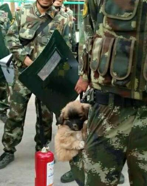 Không phải bất cứ chú chó nào được huấn luyện cũng có thể trở thành chó nghiệp vụ. Chỉ có một số ít sau khi được sàng lọc qua những đợt huấn luyện khắc nghiệt, nếu đạt tiêu chuẩn mới tiếp tục được đào tạo, bồi dưỡng để trở thành một chiến binh thực sự.