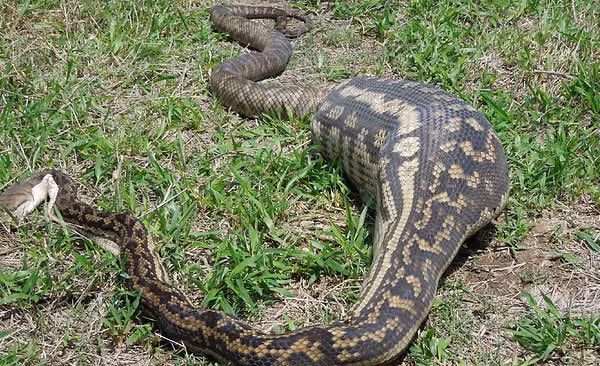 Con trăn dài 4,5m này do nuốt cả một con lợn và không thể tiêu hóa được nên đã chết trong khi bụng vẫn căng tức mà đói vẫn hoàn đói.