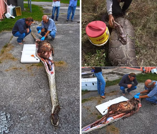 Những hình ảnh này được chụp ở Nam Florida, một con trăn đã bỏ mạng vì không thể tiêu hóa một con hươu với kích thước quá lớn. Đây có lẽ là bữa ăn mà nó sẽ hối hận suốt cả cuộc đời.