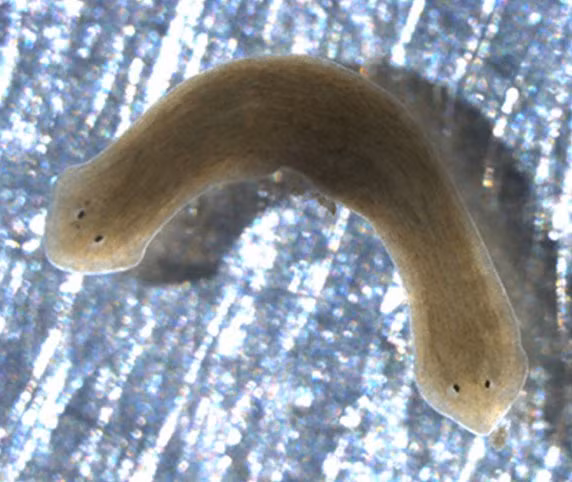 Thậm chí, loài giun này còn có thể sống dậy được nhờ một tế bào duy nhất còn sót lại và thậm chí, nó còn có thể khôi phục hoàn toàn trí nhớ sau khi bị mất đầu. Các chuyên gia cho rằng trí nhớ của giun dẹt không được lưu trữ trong não mà phân bố khắp các tế bào của cơ thể.