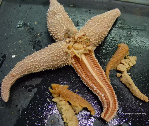 Tiếp theo là loài sao biển, loài động vật này nổi tiếng với khả năng tái sinh mạnh mẽ. Khi bị cụt mất một chân, sao biển chỉ đơn giản là mọc lại ngay chiếc chân đó, thậm chí khi chỉ còn lại một chân, nó cũng có thể tái tạo lại toàn bộ cơ thể từ chiếc chân sót lại.