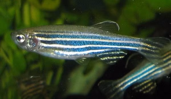 Cá ngựa vằn có khả năng đặc biệt, đó là tái tạo lại phần đuôi hay vây đã bị mất do bị tấn công hay tác động bởi yếu tố bên ngoài. Đây là mẫu sinh vật tái tạo có xương sống quan trọng trong nghiên cứu khoa học.