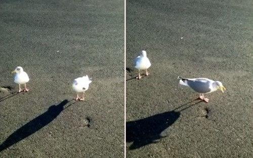 Kinh ngac man nhay tap-dance cuc dinh cua mong bien