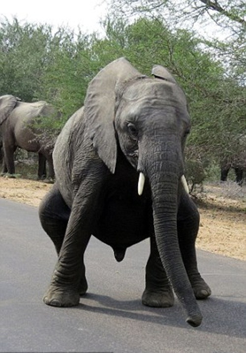 Những bước nhảy tự nhiên của chú voi con đã khiến hành trình của nhiếp ảnh gia Graeme trở nên vui vẻ hơn nhiều và tất nhiên ông cũng không quên chụp lại cảnh tượng độc đáo này để chia sẻ với mọi người.