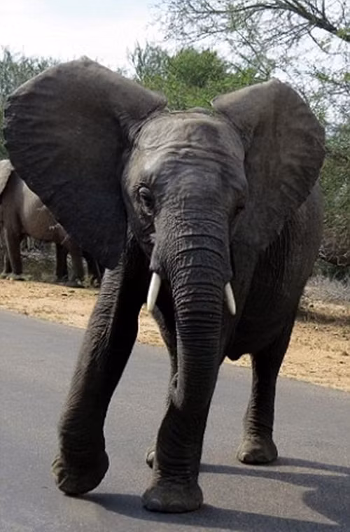 Có vẻ như cảm thấy "đời tư" bị săm soi quá đáng với những ống kính máy ảnh liên tục chĩa về phía mình, một chú voi con đã nhằm hướng nhiếp ảnh gia Graeme nhảy những bước "breakdance" để dọa nạt và cố gắng đuổi Graeme đi.