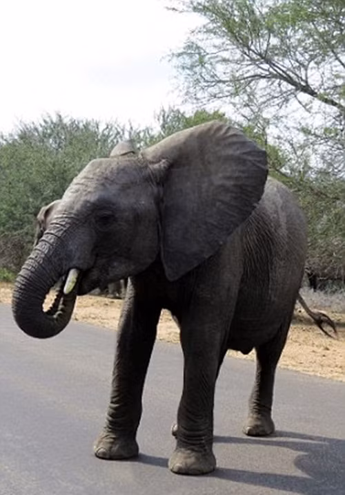 Tuy nhiên, Graeme cũng thừa nhận là nếu "vũ điệu đuổi khách" được thực hiện bởi một con voi trưởng thành thì chắc chắn ông sẽ ba chân bốn cẳng chạy khỏi nơi đó trước khi con voi tức giận mất kiểm soát.