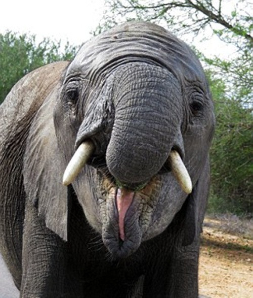 Xem thêm một số hình ảnh về chú voi con giận dữ.