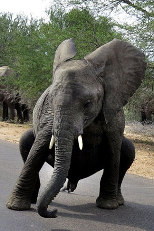 Nhiếp ảnh gia Graeme Mitchley, 43 tuổi đã chụp được những khoảnh khắc cực hiếm có khi voi con giận dữ nhảy nhót để dọa nạt khách du lịch ở Công viên quốc gia Kruger, Nam Phi.