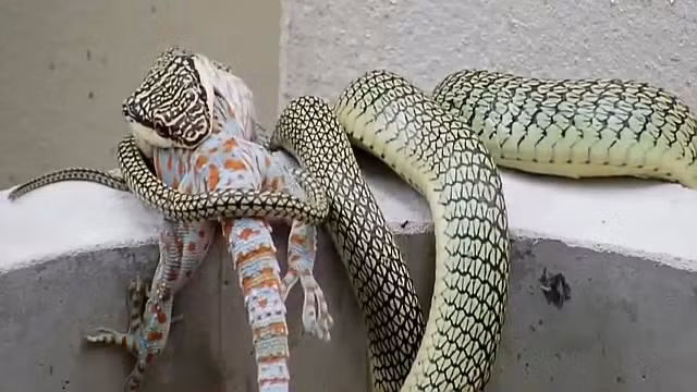 Một con tắc kè hoa khác cũng chịu chung số phận bi kịch bị loài sát thủ máu lạnh nuốt chửng.