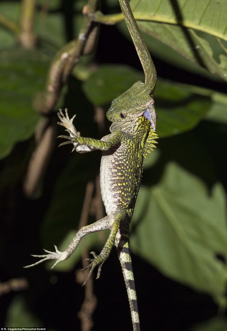 Cảnh tượng rắn gồng mình nuốt chửng tắc kè khủng khiếp này được một nhiếp ảnh gia động vật hoang dã tên là Nicolas Cegalerba, 32 tuổi, chụp ở vườn quốc gia Bukit Barisan Selatan, Nam Sumatra, Indonesia trong khi đang đi bộ ban đêm trong khu rừng với mong muốn săn được những hình ảnh độc đáo.