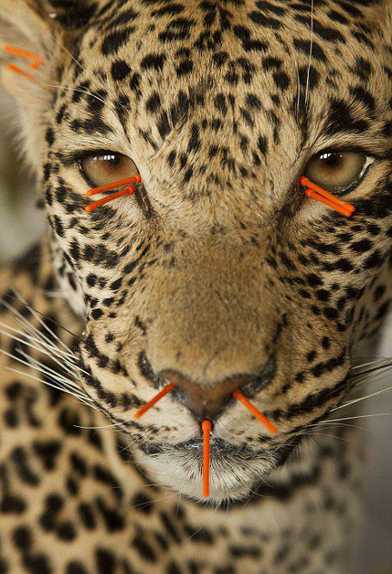 Xong xuôi công đoạn đó, bộ da sẽ được các thợ thủ công tiến hành nhồi, khâu tay lại, cuối cùng sẽ được lắp mắt, loại mắt được đặt hàng riêng từ châu Âu để trở thành một sản phẩm hoàn hảo y như thật.