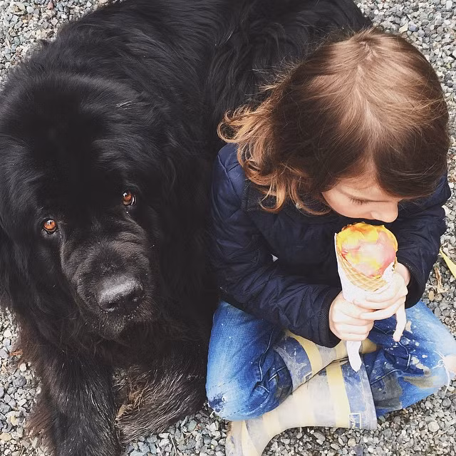 , Một người, hai chó, một ngựa thường xuyên chơi đùa đến khi mệt lả với nhau, cùng nhau khám phá thiên nhiên, cùng nhau tạo nên những kỷ niệm tình bạn đáng quý, tận hưởng cuộc sống hạnh phúc không một gợn lo âu.