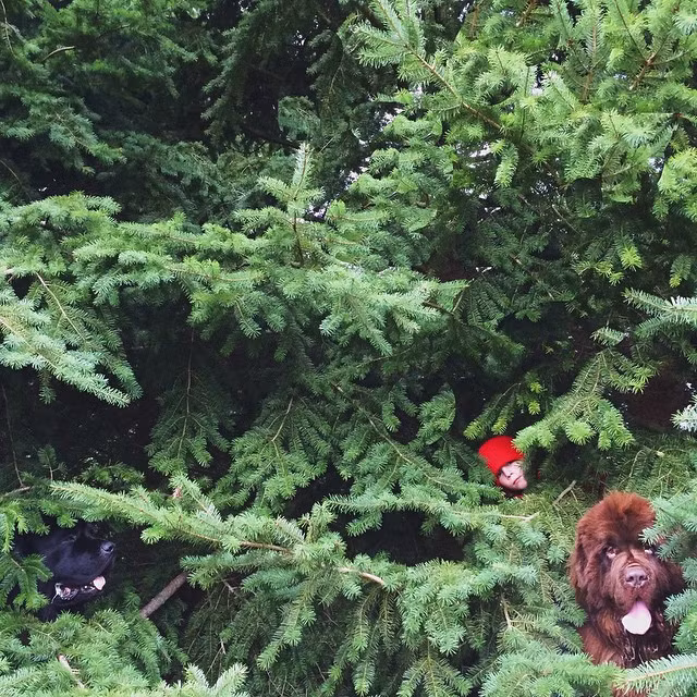 Đó là giống chó rất nhiều gia đình có trẻ nhỏ yêu thích bởi rất nhanh nhạy mặc dù có thân hình đồ sộ.