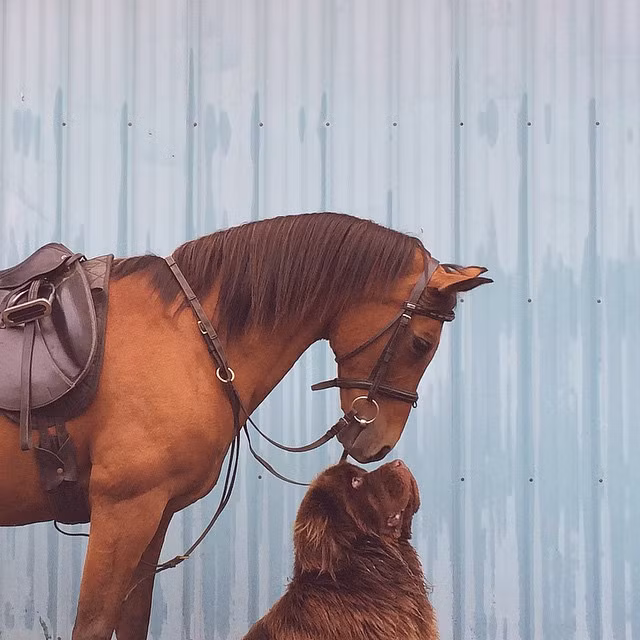 Bên cạnh đó Giống chó Newfoundland còn nổi tiếng với tính cách hồn nhiên, thân thiện, trung thành, đáng yêu, rất dễ bảo, hiếm khi tấn công những con chó lạ.