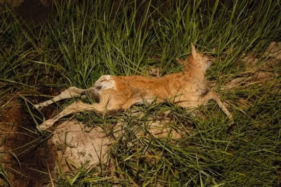 Vừa qua ở Hải Bắc, Thanh Hải, Trung Quốc, các nhà chức trách đã phát hiện 17 con linh dương Przewalski non chết thảm. Hình ảnh linh dương chết thảm khiến người xem giật mình.