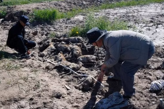 Loài này chỉ phân bố quanh khu vực hồ Thanh Hải, thời gian gần đây do được bảo tồn nghiêm ngặt nên số lượng loài đã tăng lên tuy nhiên vẫn là một trong những loài động vật hoang dã cần được bảo vệ.